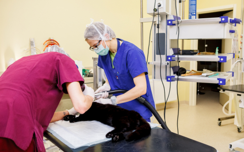 Veterinārmedicīnas augstākajai izglītībai Latvijā – 100